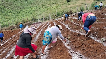 ONU y gobierno de Honduras activan plan para proteger a 65 mil personas ante sequía con fondo de $4 millones