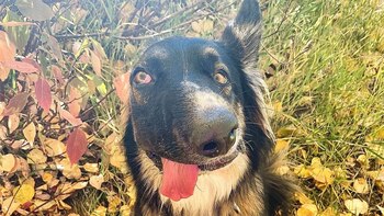 El veterinario que atendió al