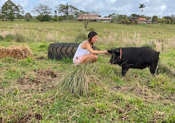 Una voluntaria en el santuario de cerdos en Hawái. (Selah’s Pig Sanctuary)