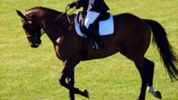 FEI Dressage Chair Resigns Ahead