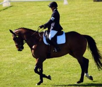 AUCKLAND, NEW ZEALAND - NOVEMBER