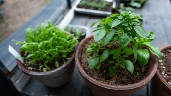 La paisajista sugirió etiquetar tanto