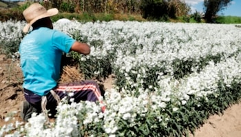 Sheinbaum reiteró que en San