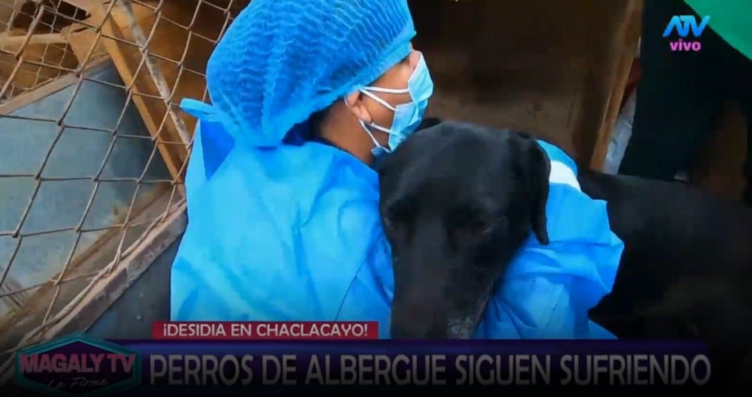 Animalistas responde a Alejandra Baigorria por denuncia contra albergue: “Ninguna de nosotras va a postular”. Captura: Magaly TV La Firme.