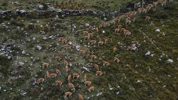 Son 480 ejemplares cuya fibra