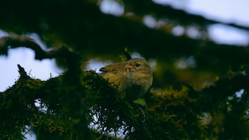 Investigadores buscan voluntarios para grabar el sonido de aves y murciélagos durante el eclipse solar y comprobar cómo afecta a estos animales