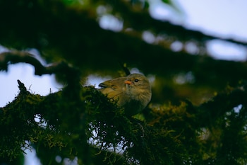 Un pájaro apoyado en la rama de un árbol. (Magnific)