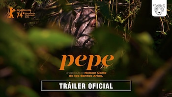 La historia de Pepe, el hipopótamo por el que se frenó el primer intento de controlar a la especie que trajo Escobar a Colombia