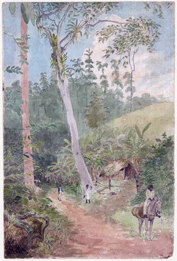 “Caminata en la plantación” (entre