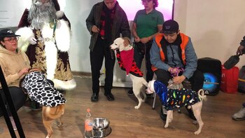 Los perritos rescatados del metro