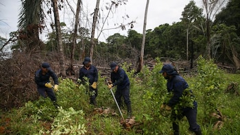 Contrato de $60.000 millones para erradicar narcocultivos queda en manos de UT cuestionada
