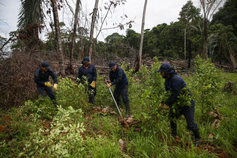 FOTO DE ARCHIVO. Erradicación manual de plantaciones de coca en Putumayo, Colombia, 12 de noviembre, 2023. REUTERS/Luisa González
