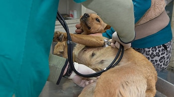 Bogotá habilitó 520 cirugías gratuitas