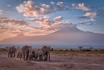Las nieves del Kilimanjaro fueron