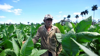 Productores siembran 20,000 hectáreas de tabaco en medio de las restricciones que amenazan la cosecha