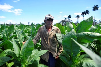 El productor de tabaco Isidoro Ceballos, de 63 años, hace una foto en una granja en San Juan y Martínez, Cuba, el 25 de febrero de 2025. REUTERS/Norlys Pérez