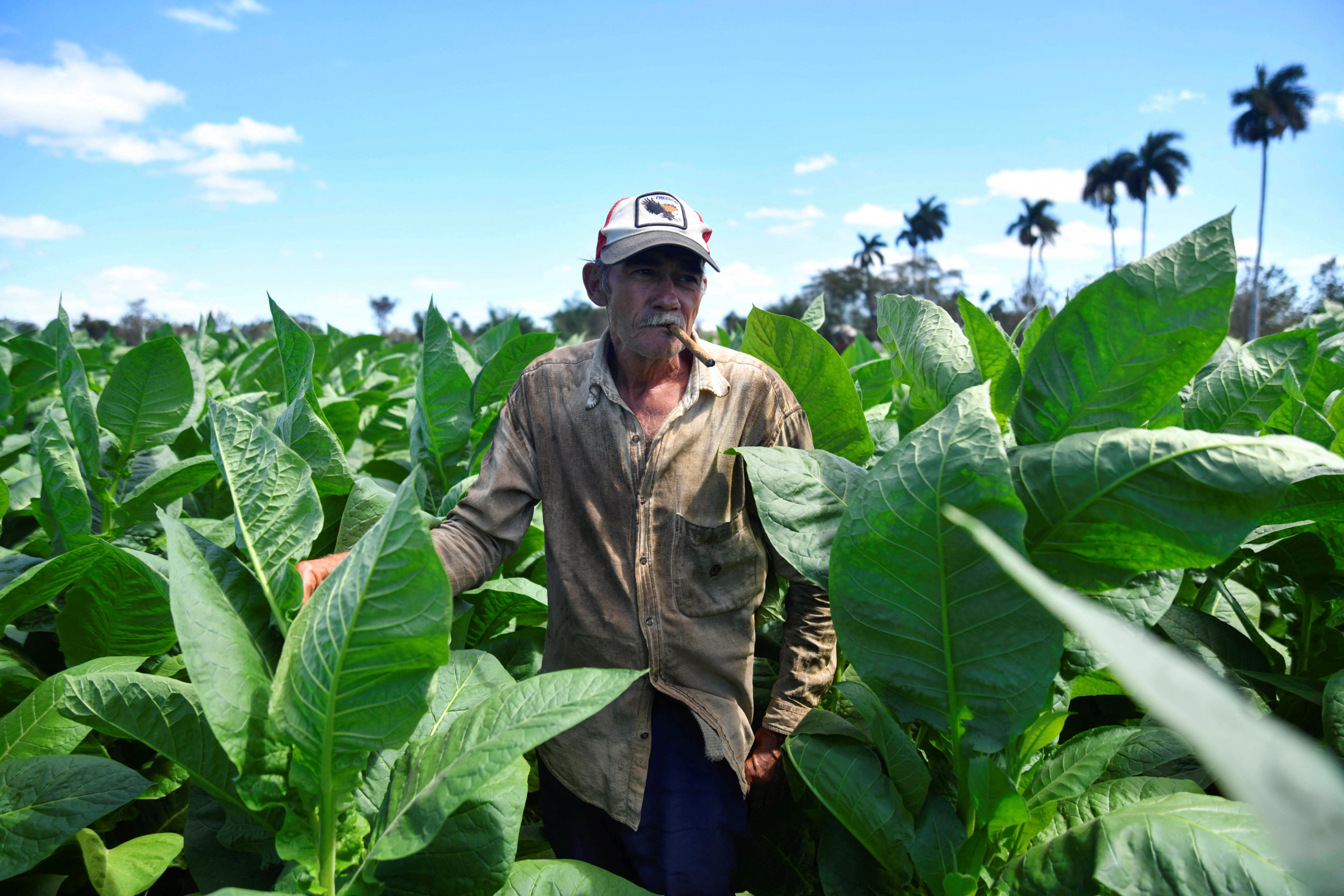 El productor de tabaco Isidoro Ceballos, de 63 años, hace una foto en una granja en San Juan y Martínez, Cuba, el 25 de febrero de 2025. REUTERS/Norlys Pérez
