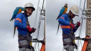 Guacamayo silvestre interrumpe la jornada