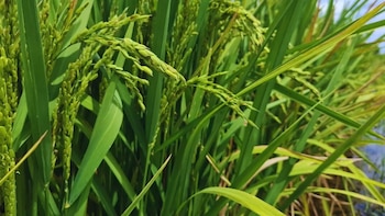 El arroz argentino que gana