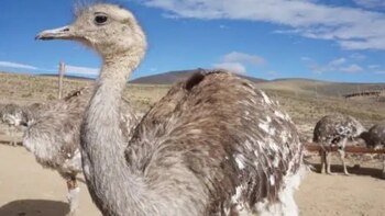 Preservación de especies emblemáticas marca