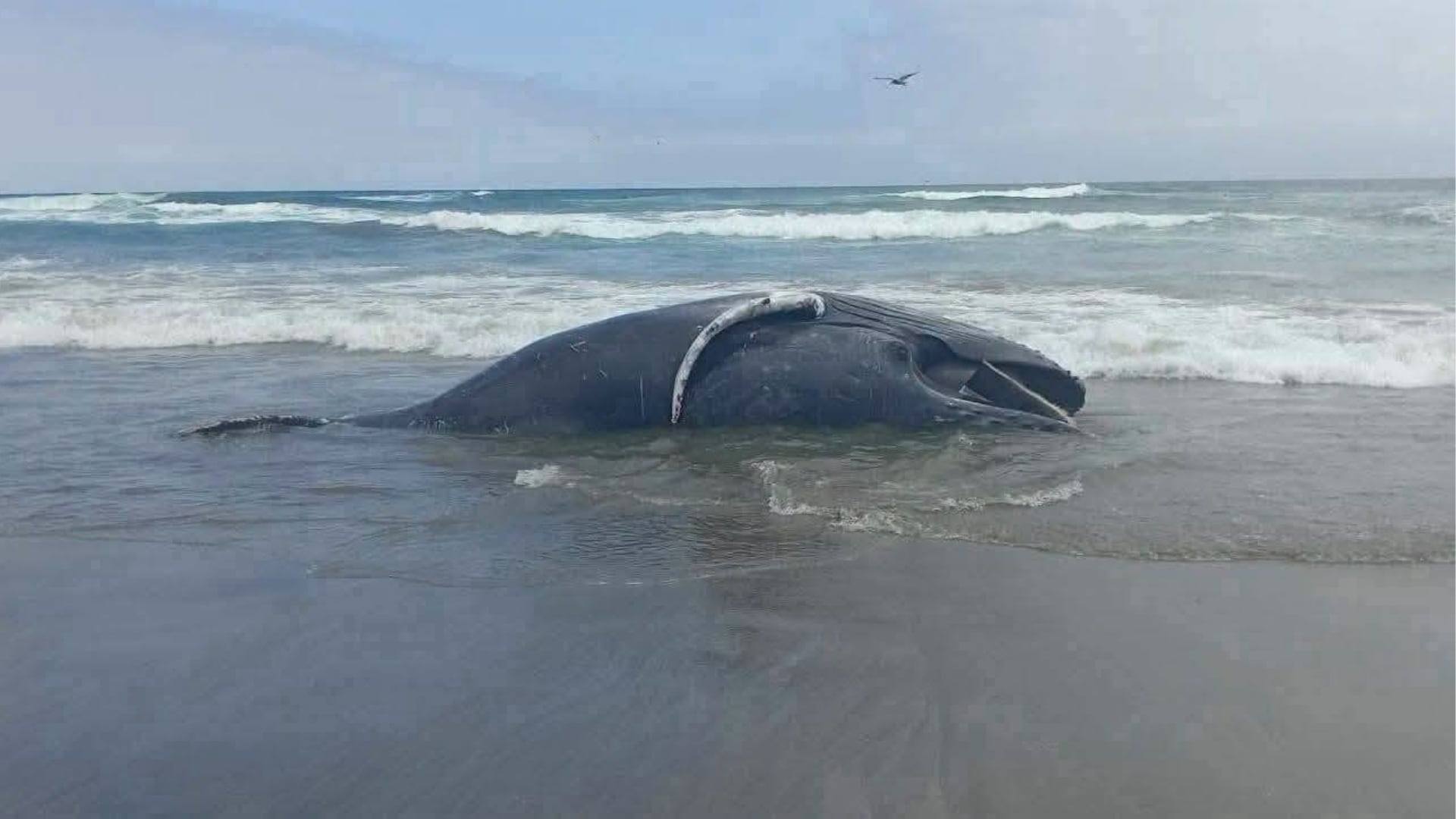 La imagen muestra un cetáceo varado en las playas del distrito de Asia, Perú, cuyo hallazgo activó una investigación por parte de especialistas del Instituto del Mar del Perú (Imarpe). (Foto: Facebook / Cañete TV)