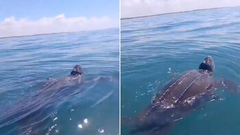 La tortuga siete quillas, conocida