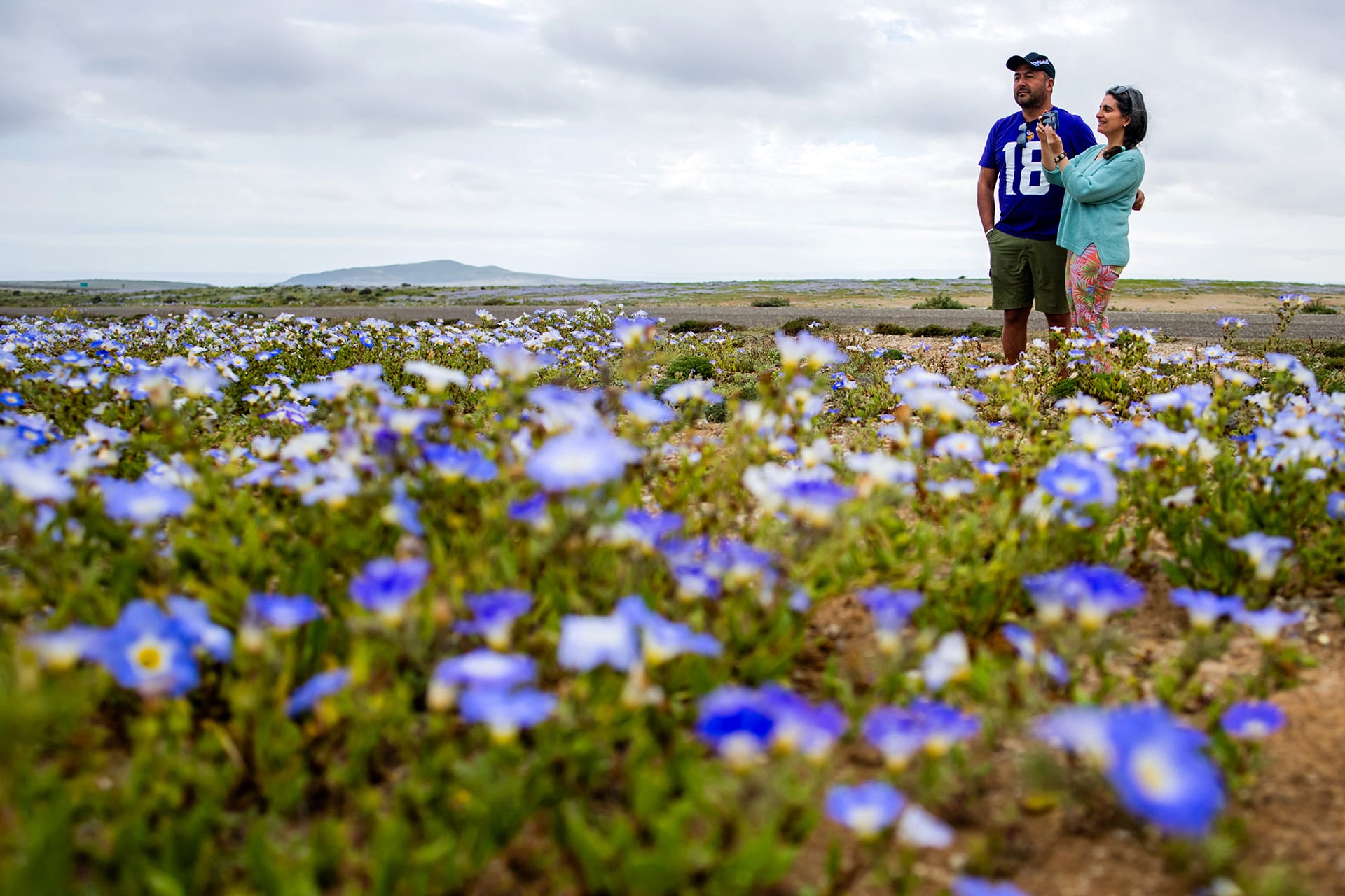 Las lluvias intensas vinculadas al fenómeno de El Niño transformaron sectores del desierto de Atacama en un paisaje cubierto de flores (AFP)