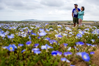 Atacama con flores por lluvias