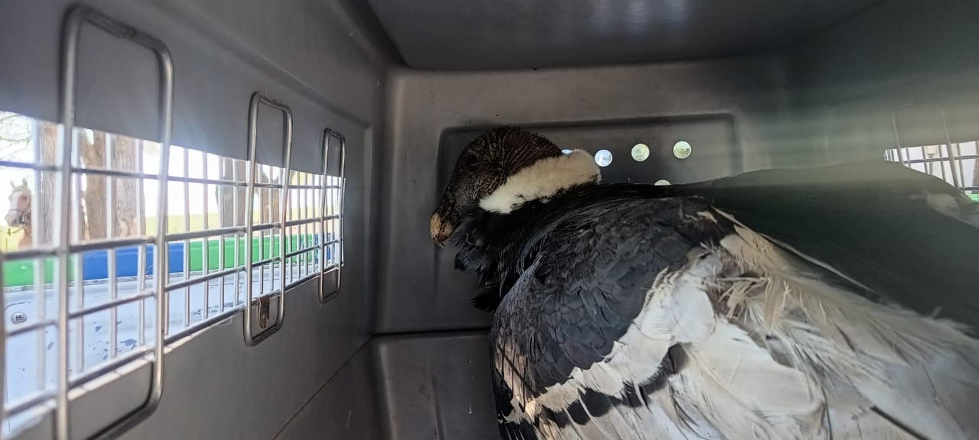 El cóndor andino, luego de ser rescatado (Policía de Córdoba)