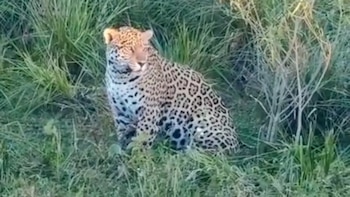 La Dirección de Turismo de Colonia Carlos Pellegrini confirmó el avistaje de Ombú en la laguna Iberá y difundió el video en sus redes sociales
