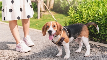 Jugar con tu perro en el patio de casa en verano puede suponerle un riesgo, estas son las recomendaciones de los expertos