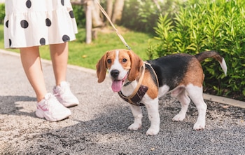 En caso de emergencia se