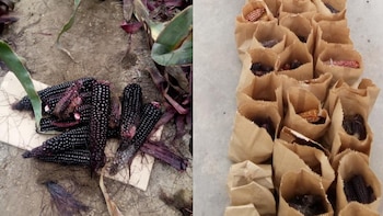 ¿Popcorn de maíz morado?: Una investigación de la Universidad Agraria La Molina muestra que es posible