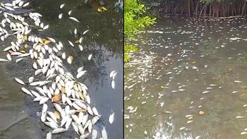 Cientos de peces fueron encontrados