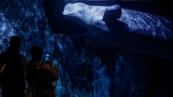 Las 30 belugas de Marineland Canadá se salvan de la eutanasia y dos de ellas se preparan para ser trasladadas a España