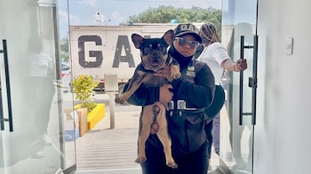 El grupo fue llevado a la veterinaria municipal tras una intervención fiscal. Entre los animales había 25 bulldogs franceses, nueve ingleses y cinco cachorros de la misma raza. Municipalidad de San Juan de Miraflores
