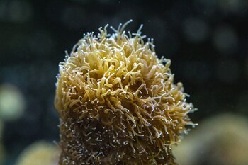 los corales de Quintana Roo