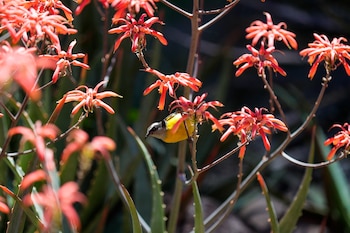 El análisis abarca especies con