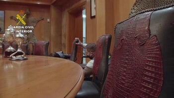 Animales disecados decomisados en Betera,