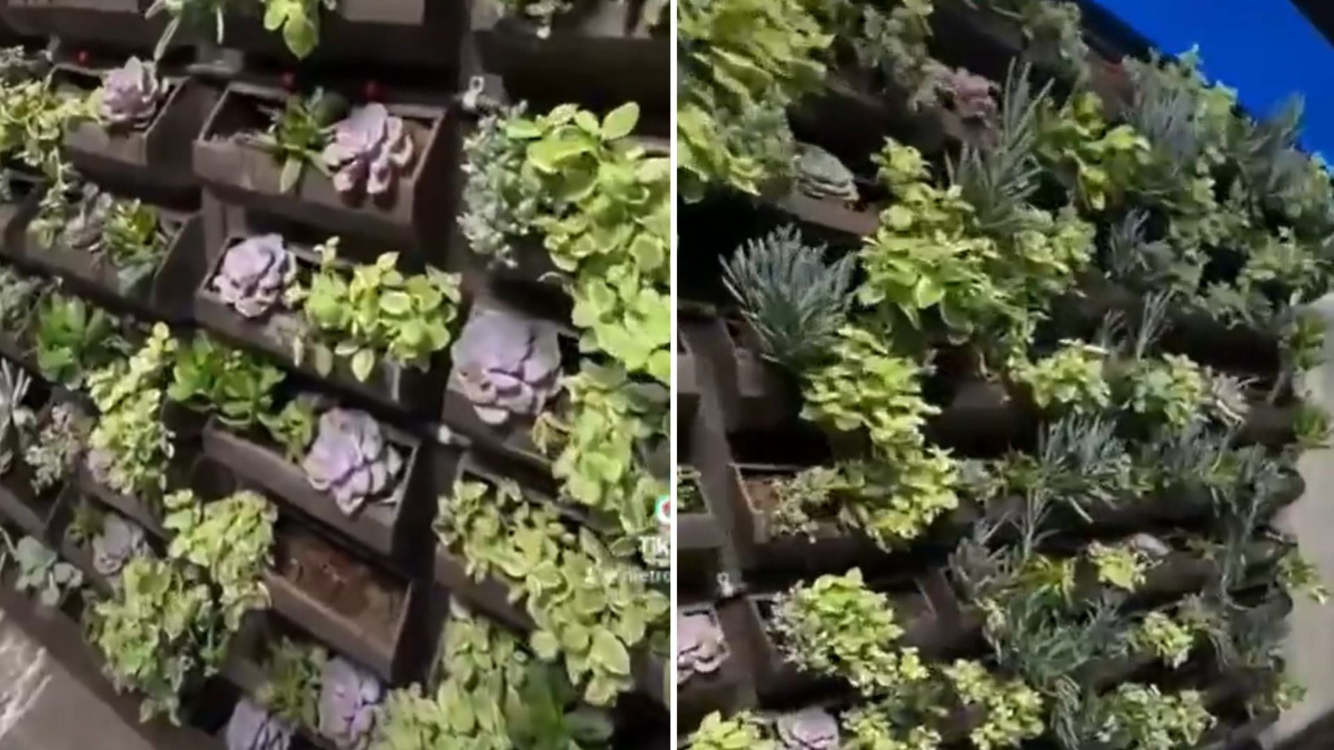Línea 2 del Metro CDMX: se roban plantas del muro verde que instalaron en las estaciones remodeladas