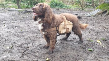 Estos perros con mochilas cargadas