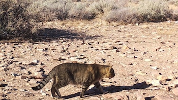 Los gatos de la Isla