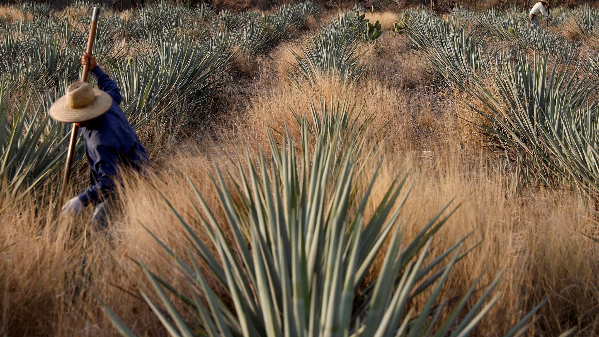 Producción de agave (Credito:cuuartoscuro)