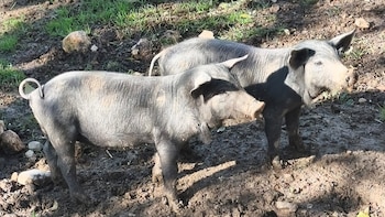 El Gobierno investiga si el