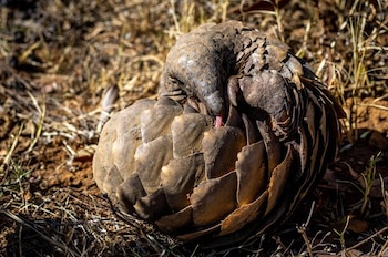 La demanda de carne y