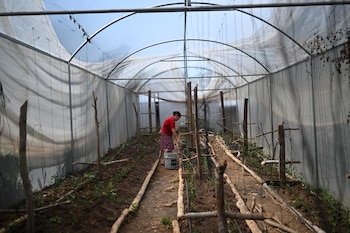 “Y si se seca, no vamos a regar las plantas, porque no quedará nada”, advirtió Vilma Ortiz sobre la disminución del agua en la zona. (Foto Marvin Recinos / AFP)