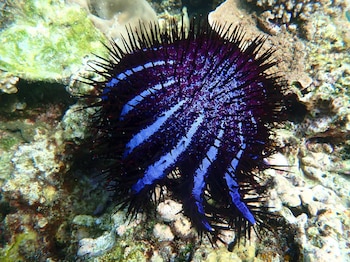 Las soluciones convencionales exigen recursos