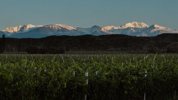 Seis bodegas argentinas fueron elegidas