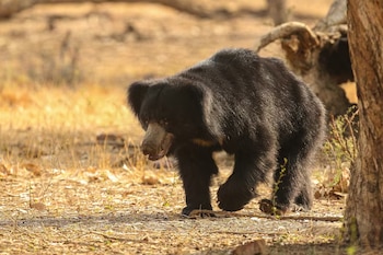 El oso bezudo, originario del