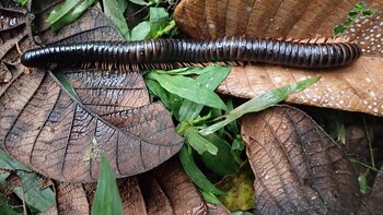 Hallaron en Madagascar una criatura